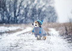 Queenmore warm knit pullover with full belly wrap for small dogs.