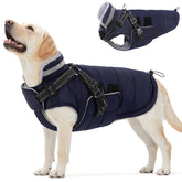 Queenmore winter dog jacket with built-in harness for secure outdoor walks.