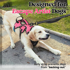 Rabbitgoo 5-adjustable-straps provide snug fit and room for growth during walks