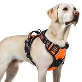 Rabbitgoo dog harness with three quick-release buckles for easy on/off during daily walks.