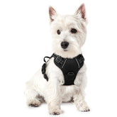 Rabbitgoo dog harness No Pull shows dual leash clips for safer small-dog walks