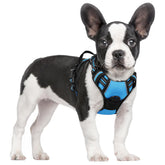 Rabbitgoo dog harness front view with dual leash rings for safer walks