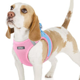 RabbitGoo small dog harness blue mesh for breathable daily walks