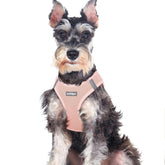 Rabbitgoo small dog harness pink XXL front view for comfortable walks