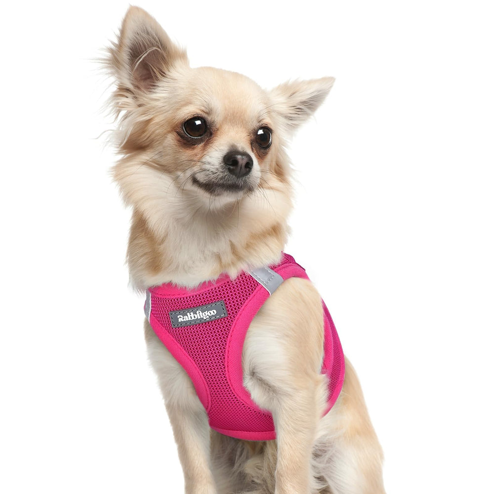 Rabbitgoo XXXS rose red harness on puppy demonstrates secure fit for tiny dogs during everyday walks