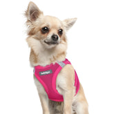 Rabbitgoo XXXS rose red harness on puppy demonstrates secure fit for tiny dogs during everyday walks