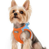 Rabbitgoo small dog harness step-in blue XS showing easy entry for wiggly pups