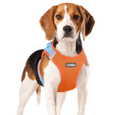 rabbitgoo small dog harness step-in blue – quick, comfy setup for effortless outdoor walks.
