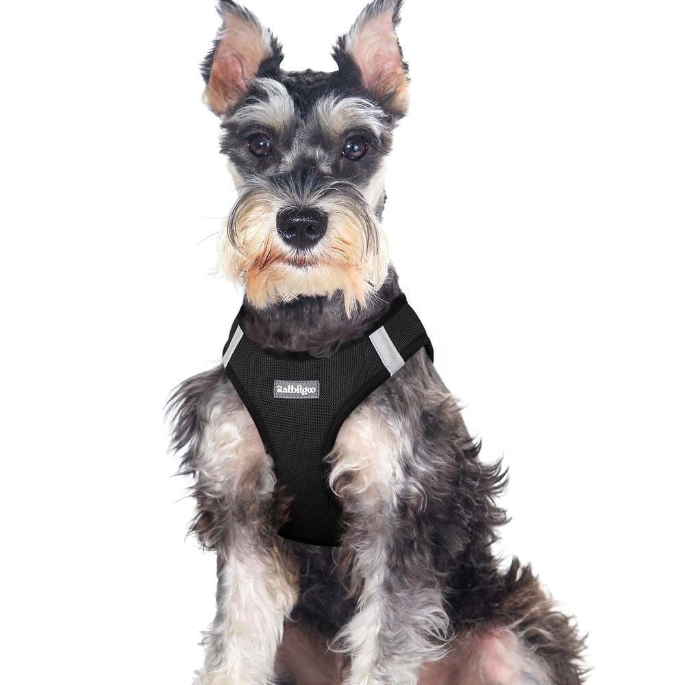 Rabbitgoo small dog harness step-in close-up shows easy secure fit for quick outings