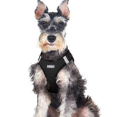 Rabbitgoo small dog harness step-in close-up shows easy secure fit for quick outings
