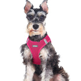 Rabbitgoo small dog harness step-in rose red XXL for easy, calm entrances