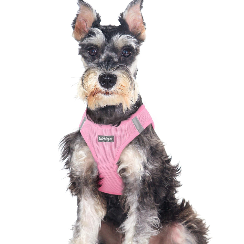 Rabbitgoo small dog harness with step-in design for quick dressing and comfort.