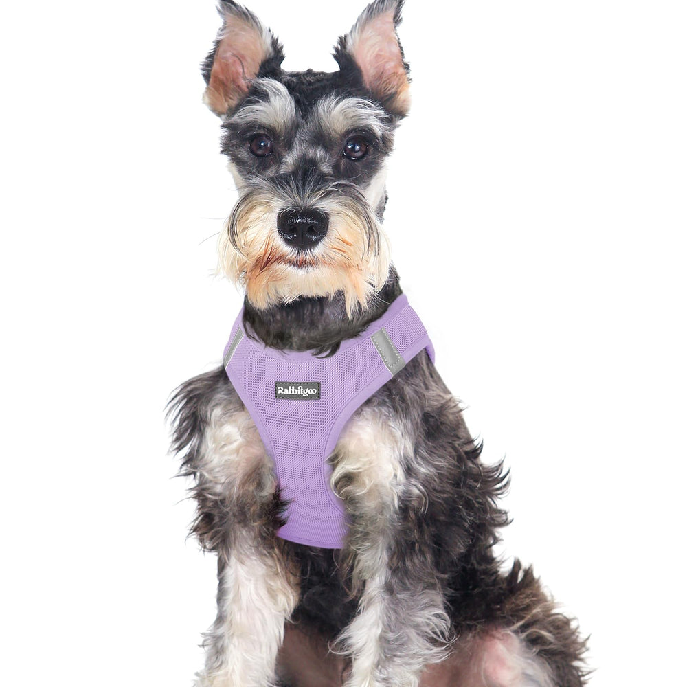 Rabbitgoo small dog harness step-in strap enables quick secure wearing for busy owners