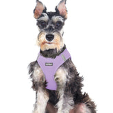 Rabbitgoo small dog harness step-in strap enables quick secure wearing for busy owners