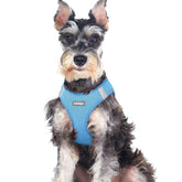 Rabbitgoo small dog harness step-in design for easy walks