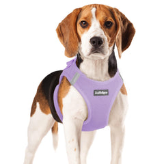 Rabbitgoo small dog harness step-in design for easy wear and secure fit.
