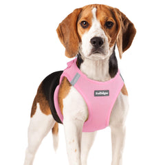 Rabbitgoo Small Dog Harness step-in for quick, easy outfitting during busy days