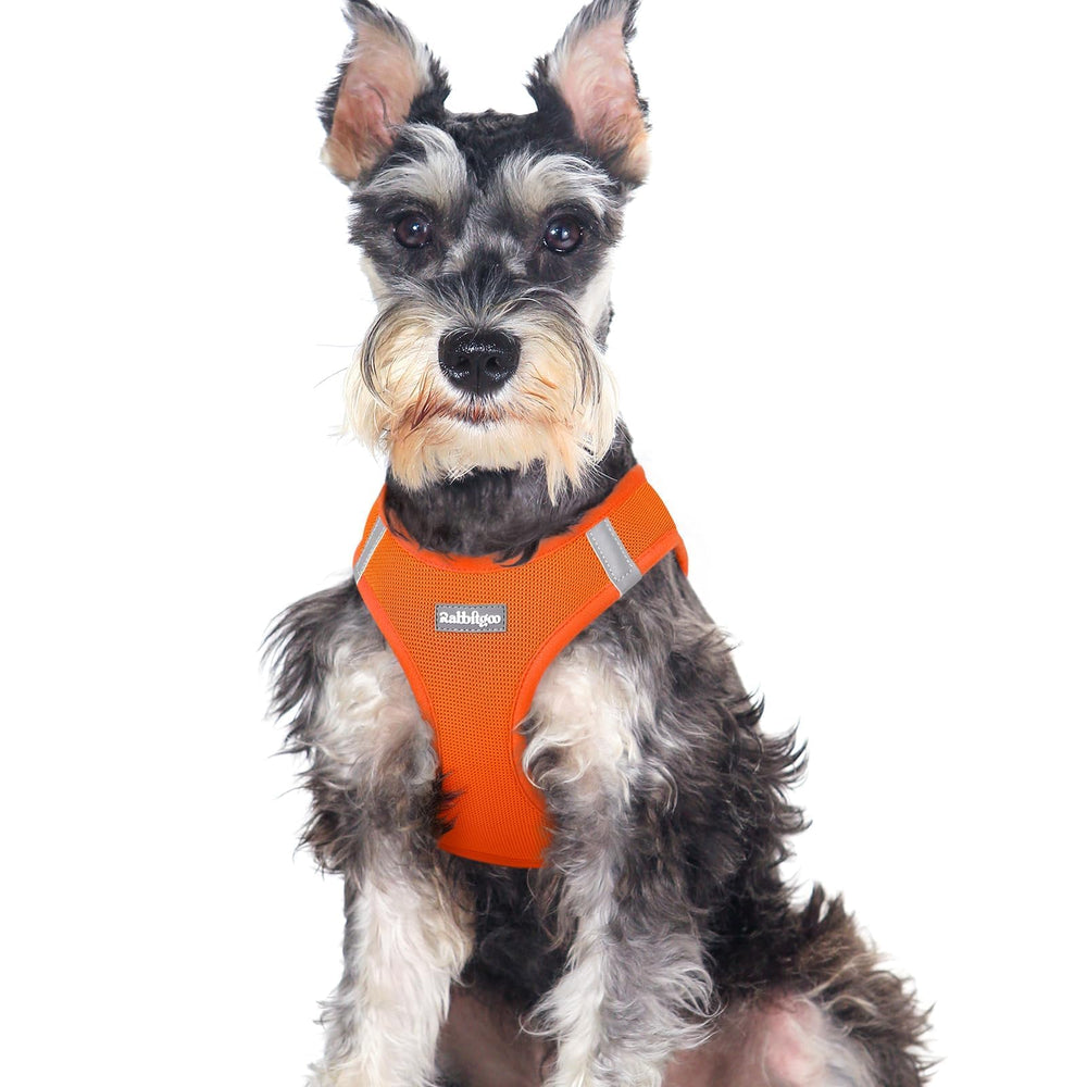 Rabbitgoo small-dog-harness worn during a walk for comfort and safety.