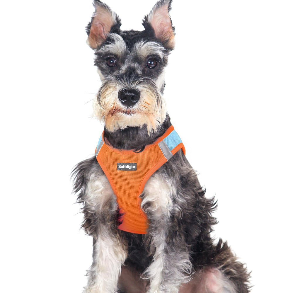 Rabbitgoo small dog harness XXL step-in design for quick, stress-free walks