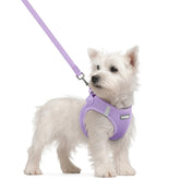 Rabbitgoo step-in harness small for easy on and off on walks