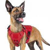Rabbitgoo tactical dog harness with side MOLLE panel for gear and patches during outdoor adventures.