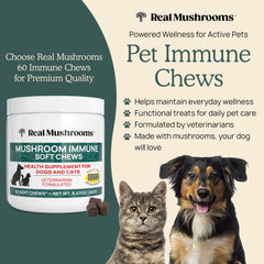 Real Mushrooms Immune Pet Chews for cats support digestion and immune health.