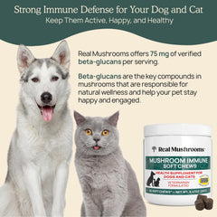 Real Mushrooms Immune Pet Chews jar front shows 60-count convenience.