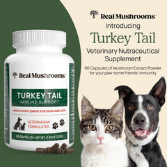 Real Mushrooms Turkey Tail capsules closeup highlights high beta-glucans per serving.