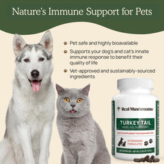 Real Mushrooms Turkey Tail label closeup emphasizes organic, non-GMO, and vet-reviewed quality.