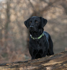 Red Dingo Classic Dog Collar wet-muddy-walk captures daily wear through rain, snow, and adventures.