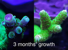 Red Sea Reef Energy Plus bottle-label close-up emphasizing AB+ all-in-one formulation for easy dosing.