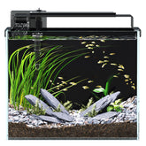 Red Tail Fish 3-gallon tank front view for a compact beginner setup.