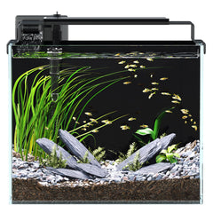 Red Tail Fish 3-gallon tank front view for a compact beginner setup.