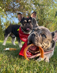 Redbarn Bully Stick Rings grain-free and rawhide-free dog treat.