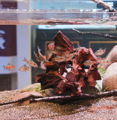 Redfeiyang 6-9.8 inch wood cave fits medium to large tanks for habitat enrichment.