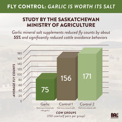 Redmond 10 Fine with Garlic on farm providing minerals and pest deterrence