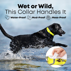 Regal Dog Products biothane collar closeup shows flexible, maintenance-free material