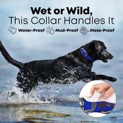 Regal Dog Products D-ring area ready for harnesses and ID tags on outdoor trips.