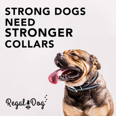 Regal Dog Products reflective strip image highlighting night visibility for safety
