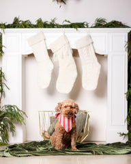 Remy+Roo cooling fabric bandana helps keep dogs comfortable in warm weather.