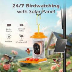 RichBird Smart Hummingbird Feeder camera side view highlights 3MP HD feed for close observation