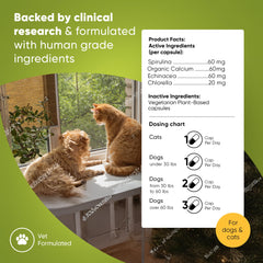 Rooted Owl Blood Support being used by a pet owner showing easy dosing.