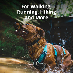 Ruffwear Flagline harness back-leash points enable versatile trail control.