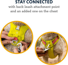 Ruffwear Hi & Light harness back V-ring for versatile daily walks and training.