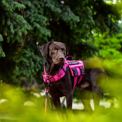 RunFido harness side view highlighting adjustable straps for a custom fit.
