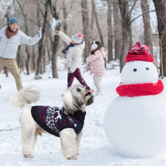 SCENEREAL dachshund wearing sweater during holiday strolls