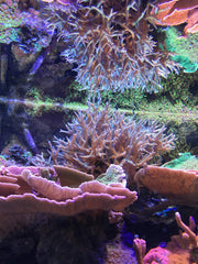 Seachem Reef Zooplankton dosing demonstrates easy-to-use application