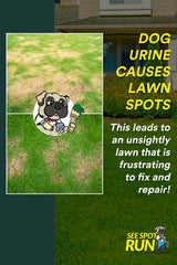 See Spot Run yellow-spot repair application shows how to treat lawn patches safely.