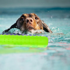 Segzwlor Dog Float Toy features lightweight design for easy throws