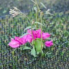 SenseYo Pomeat spikes detail shows tall deterrent spikes for humane pet deterrence